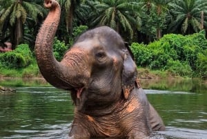 Phuket: Khao Sok National Park and Cheow Lan Lake Day Trip