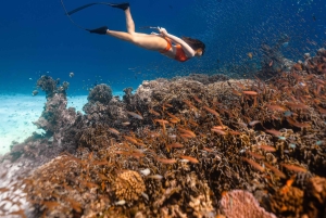 푸켓/카오락: 럭셔리 스피드 보트를 타고 즐기는 시밀란 제도 당일 여행