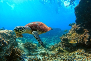 푸켓/카오락: 럭셔리 스피드 보트를 타고 즐기는 시밀란 제도 당일 여행