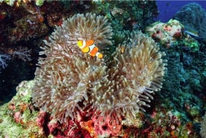 Phuket/KhaoLak: Similan Inseln Faulenzen mit dem Schnellboot Katamaran