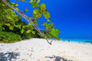 Phuket/Khaolak : excursion en catamaran à grande vitesse dans les îles Similan