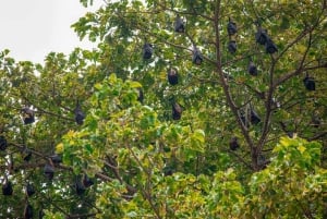 Phuket/Khaolak: Similanöarna Speed Catamaran Premium Trip