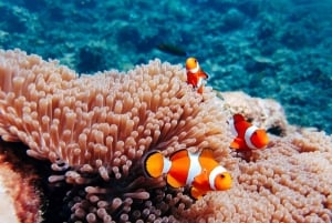 푸껫/카오락: 수린섬 종일 스노클링 쾌속선 투어