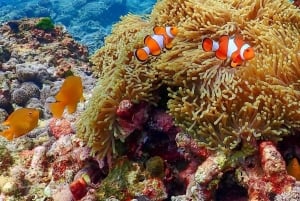 푸껫/카오락: 수린섬 종일 스노클링 쾌속선 투어