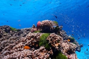 Phuket /Khaolak to Similan Islands Snorkeling by Speed boat