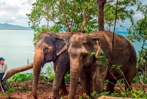 Phuket: Lily Elephant Conservation – Upptäcktsresa från djungeln till havet