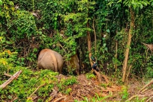 Phuket: Lily Elephant Conservation – Upptäcktsresa från djungeln till havet