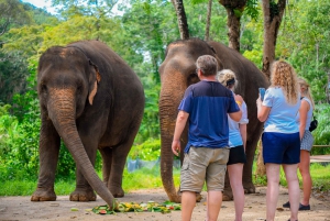Phuket: Lily Elephant Conservation – Upptäcktsresa från djungeln till havet