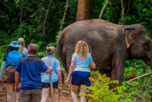 Phuket: Lily Elephant Conservation – Upptäcktsresa från djungeln till havet