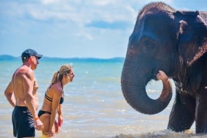 Phuket: Lily Elephant Conservation – Upptäcktsresa från djungeln till havet