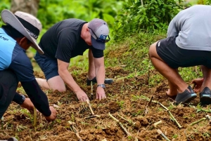 Phuket: Lily Elephant Half day Trip on the Beach with lunch