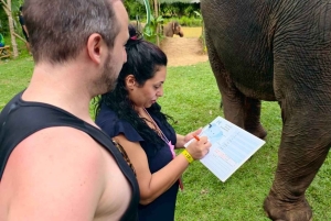 Phuket: Lily Elephant Half day Trip on the Beach with lunch