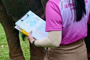 Phuket: Lily Elephant Half day Trip on the Beach with lunch