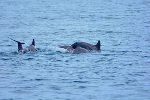푸켓 마야 베이와 카이 섬으로 떠나는 럭셔리 카타마란 크루즈