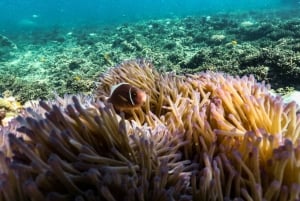 Phuket: Wycieczka na plażę Maya, wyspę Bamboo i wyspy Phi Phi