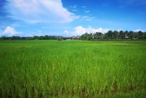 Phuketin maastopyöräretki Koh Yao Noilla