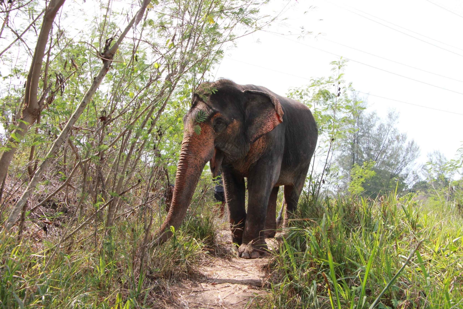 Phuket: caminhada na natureza e passeio de elefante com bem-estar ético e ervas