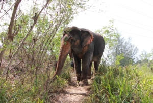 Phuket: caminhada na natureza e passeio de elefante com bem-estar ético e ervas
