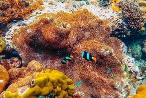 Phuket: One-Way to/from Phi Phi Premium Ferry Transfer