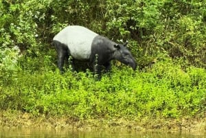 Phuket eller hvor som helst: 2-dagers Cheow Lan Lake & Raft-Resort-AIR