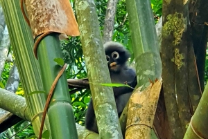 Da Phuket o da qualsiasi altro posto: 2 giorni al lago di Cheow Lan e raft-resort-aria