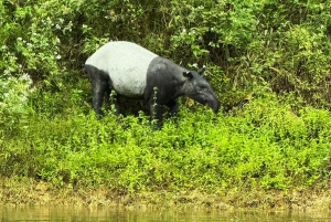 Da Phuket o da qualsiasi altro posto: 2 giorni al lago di Cheow Lan e raft-resort-aria