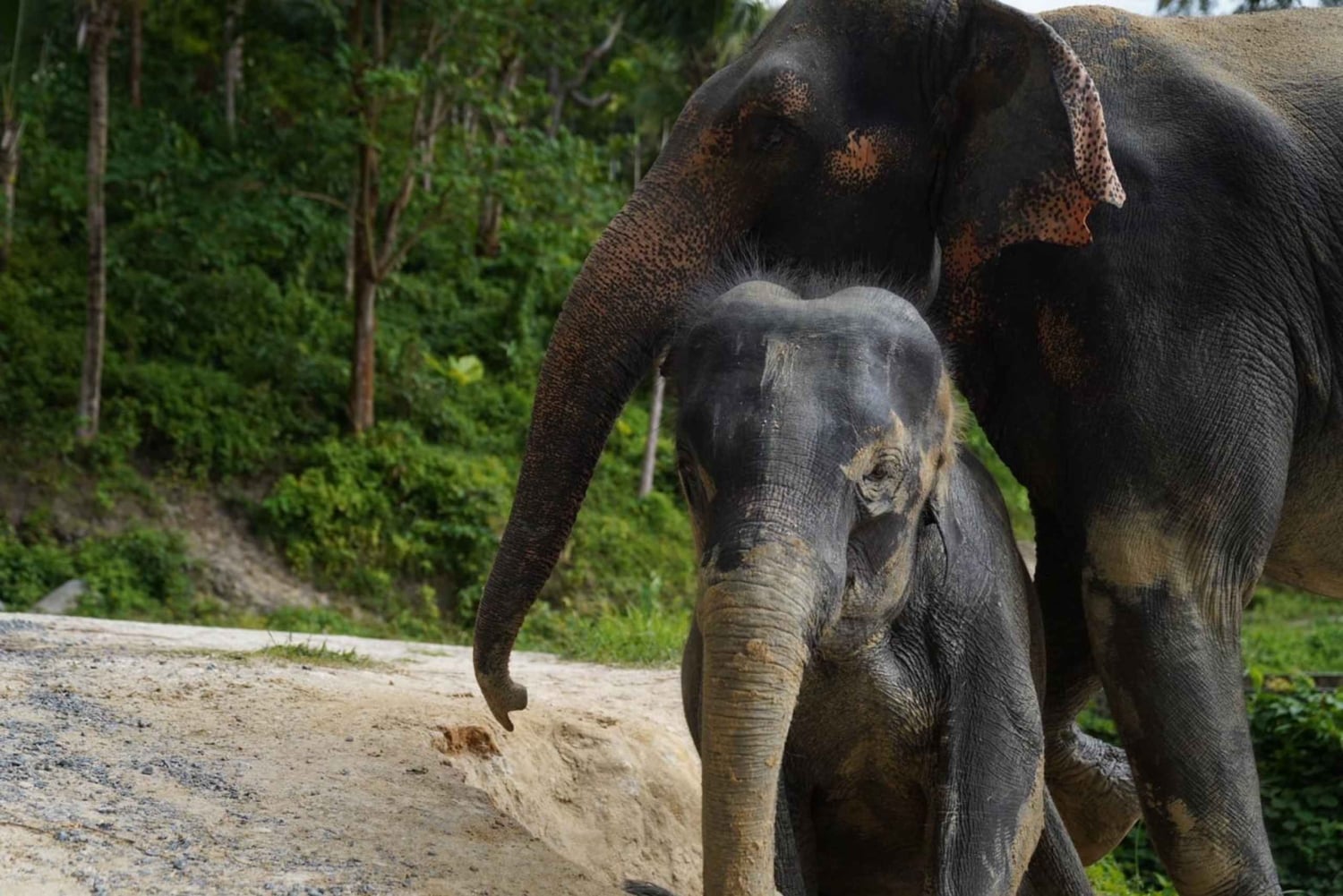 Phuket: Patong Elephant Sanctuary Observe & Learn Experience