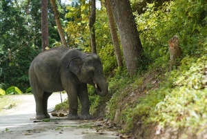 Phuket: Patong Elephant Sanctuary Observe & Learn Experience