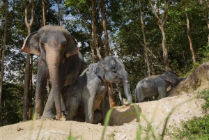 Phuket: Patong Elephant Sanctuary Observe & Learn Experience