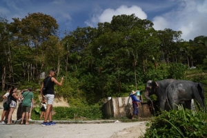 Phuket: Patong Elephant Sanctuary Observe & Learn Experience