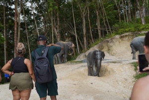 Phuket: Patong Elephant Sanctuary Observe & Learn Experience