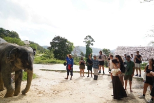 Phuket: Patong Elephant Sanctuary Observe & Learn Experience
