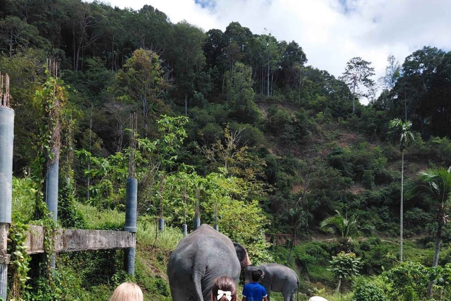 Phuket: Etisk elefantreservatstur i Patong med transfer