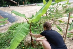 Phuket: Etisk elefantreservatstur i Patong med transfer