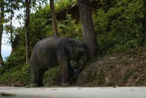 Phuket: Patong Highlights Elephant Sanctuary Tour