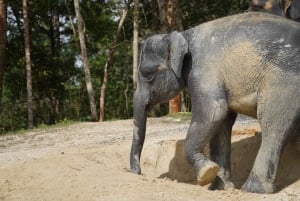 Phuket: Patong Highlights Elephant Sanctuary Tour