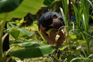 Phuket: Patong Highlights Elephant Sanctuary Tour