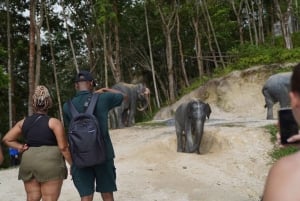 Phuket: Patong Highlights Elephant Sanctuary Tour
