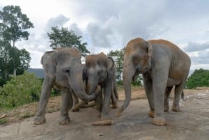 Phuket: Patong Highlights Elephant Sanctuary Tour