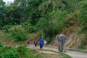 Phuket: Patong Highlights Elephant Sanctuary Tour