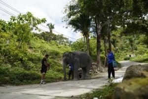Phuket: Patong Highlights Elephant Sanctuary Tour