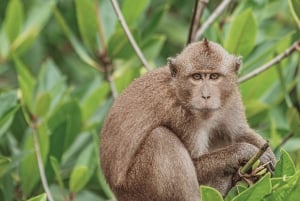 Phuket: Wycieczka 1-dniowa Phi Phi & Bamboo Island z lunchem w formie bufetu