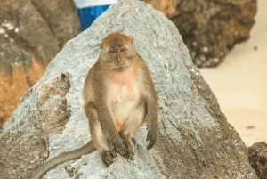 Phuket: Wycieczka 1-dniowa Phi Phi & Bamboo Island z lunchem w formie bufetu