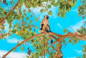 Phuket: Wycieczka 1-dniowa Phi Phi & Bamboo Island z lunchem w formie bufetu