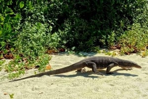 Phuket: Phi Phi & Bamboo Islands Schnorcheln mit dem Schnellboot