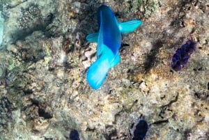 푸껫: 피피섬 상어 관찰과 석양 투어