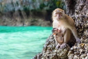 푸켓 피피섬, 뱀부 아일랜드 및 필레 라군 여행