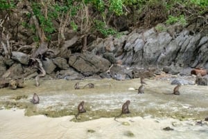 푸켓 피피섬, 뱀부 아일랜드 및 필레 라군 여행