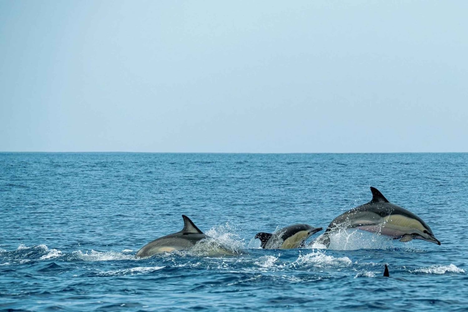 فوكيت: رحلة ليوم واحد إلى جزر في في مع وجبات ونقل