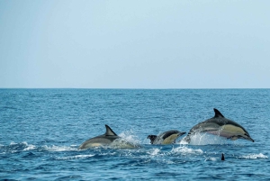 Phuket: Dagsutflykt till Phi Phi-öarna med måltider och transfer